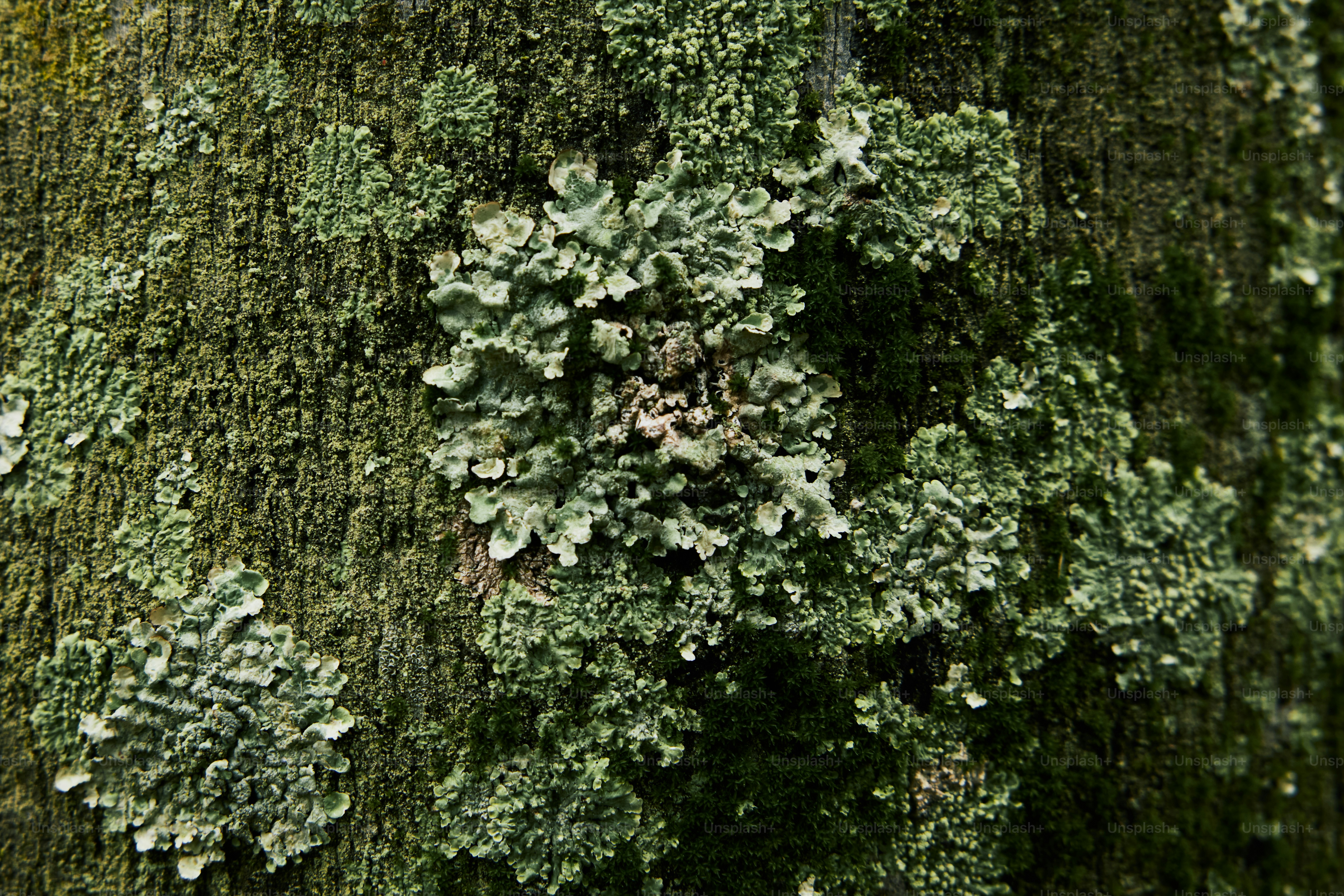 a close up of a tree with moss growing on it